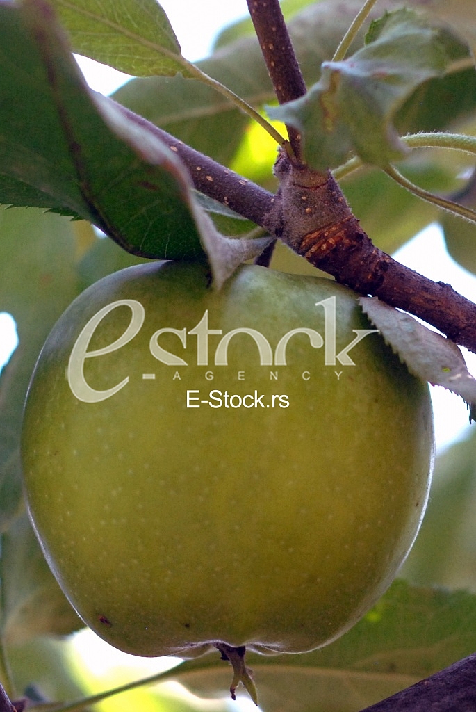 Apple