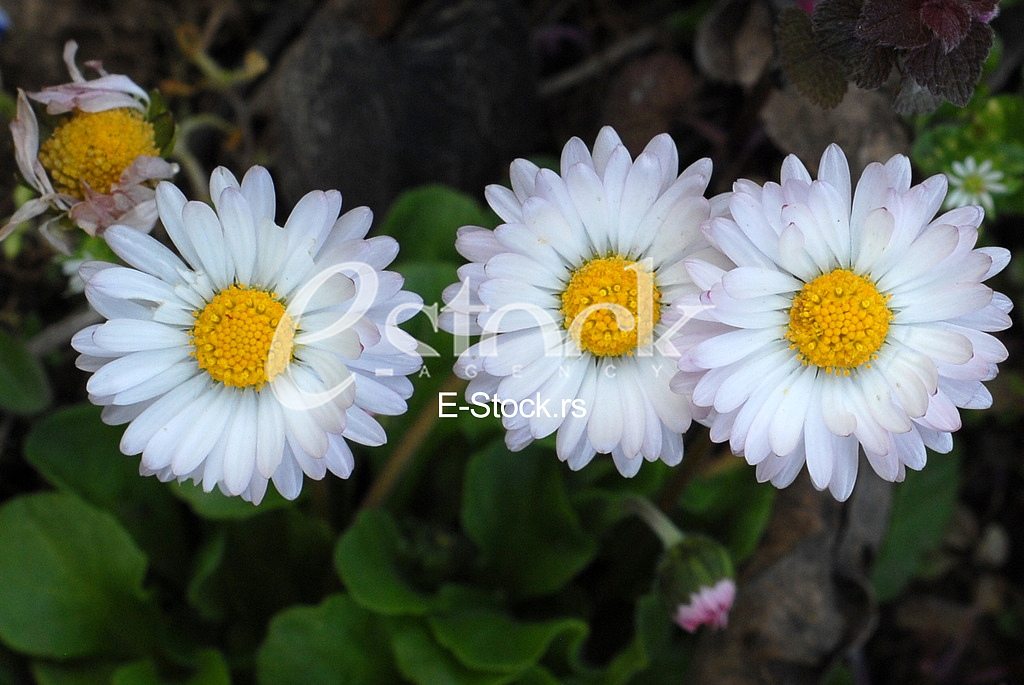 Daisies