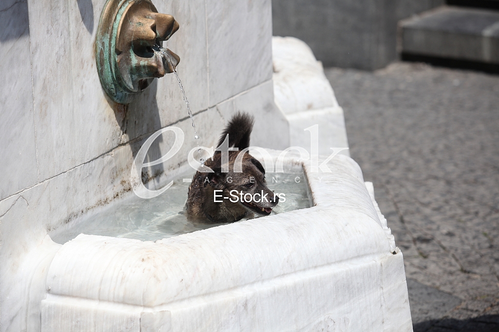 Vrucina u Beogradu Vrucina u Beogradu