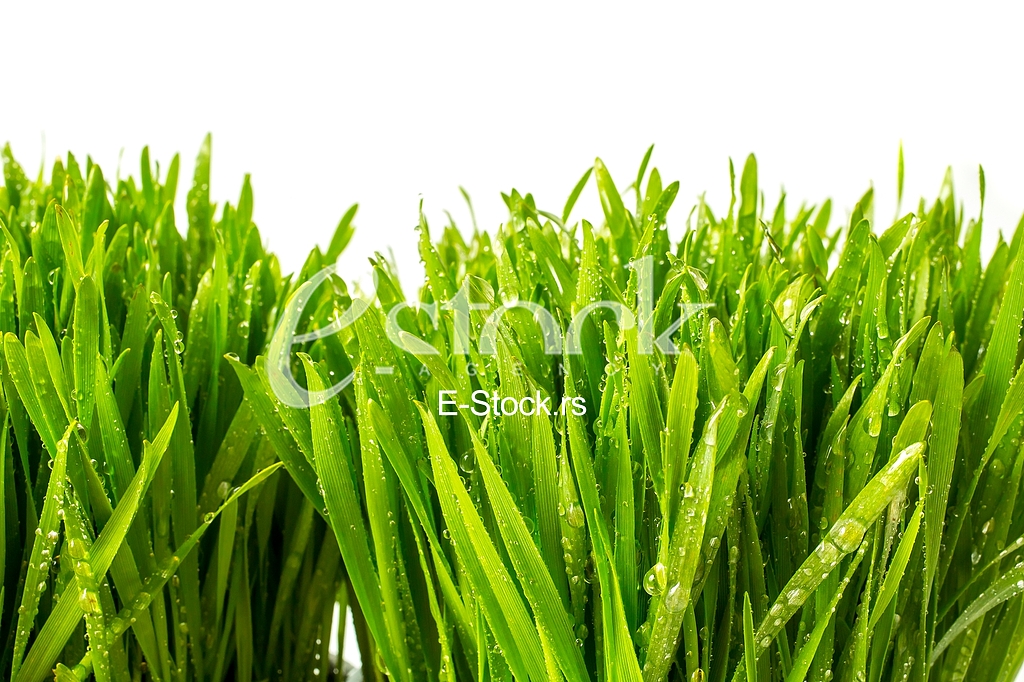 The plants are medicinal. It is used in nutrition and in medicine The plants are medicinal. It is used in nutrition and in medicine