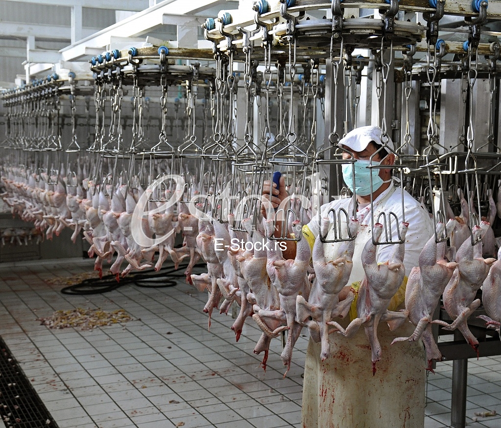Continuous conveyor of meat of chickens Continuous conveyor of meat of chickens
