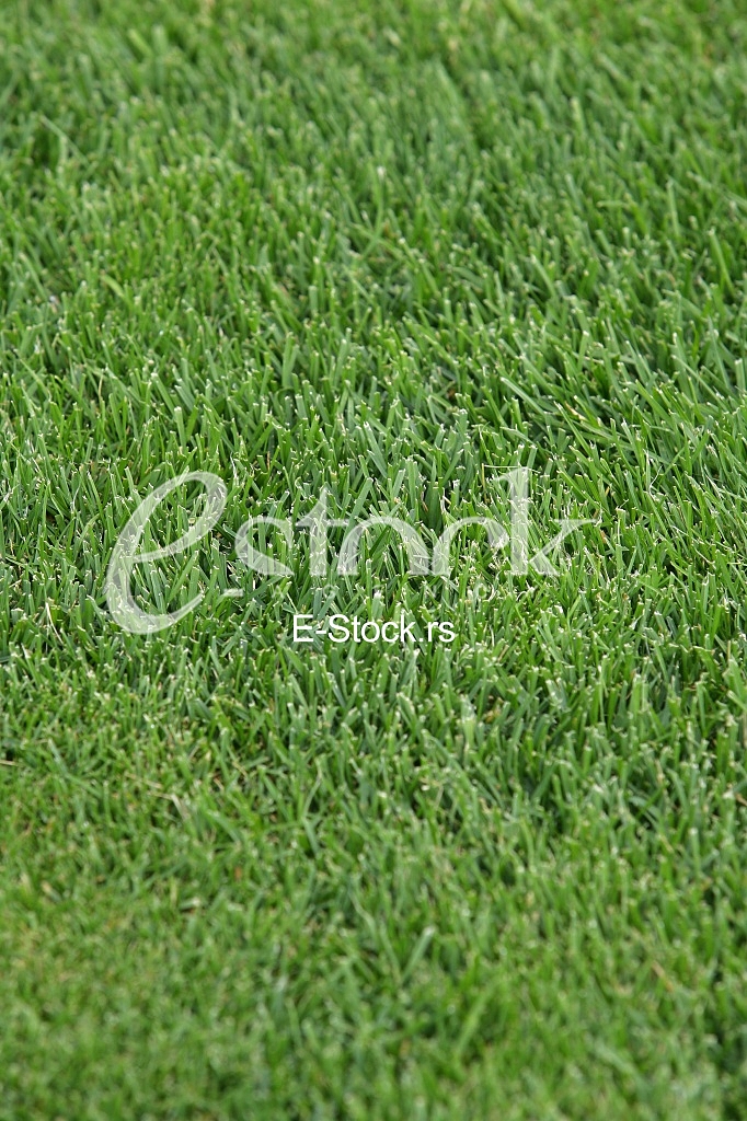 green grass texture or background of golf course and football field