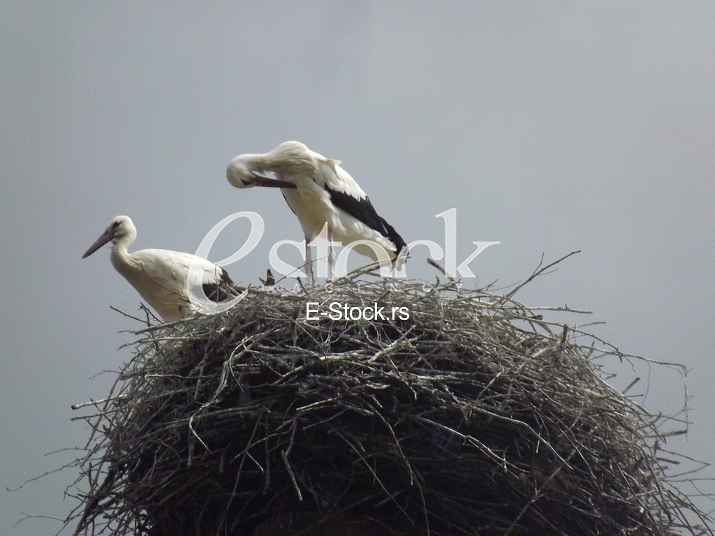 Stork, Roda Stork, Roda