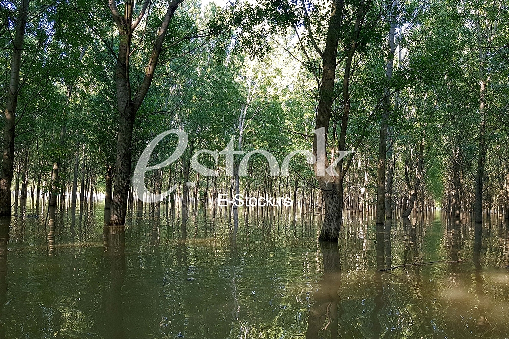 Tamis poplave