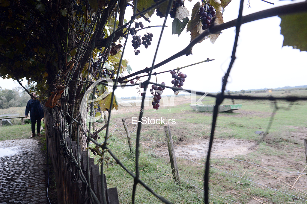 Zasavica, special nature reserve.