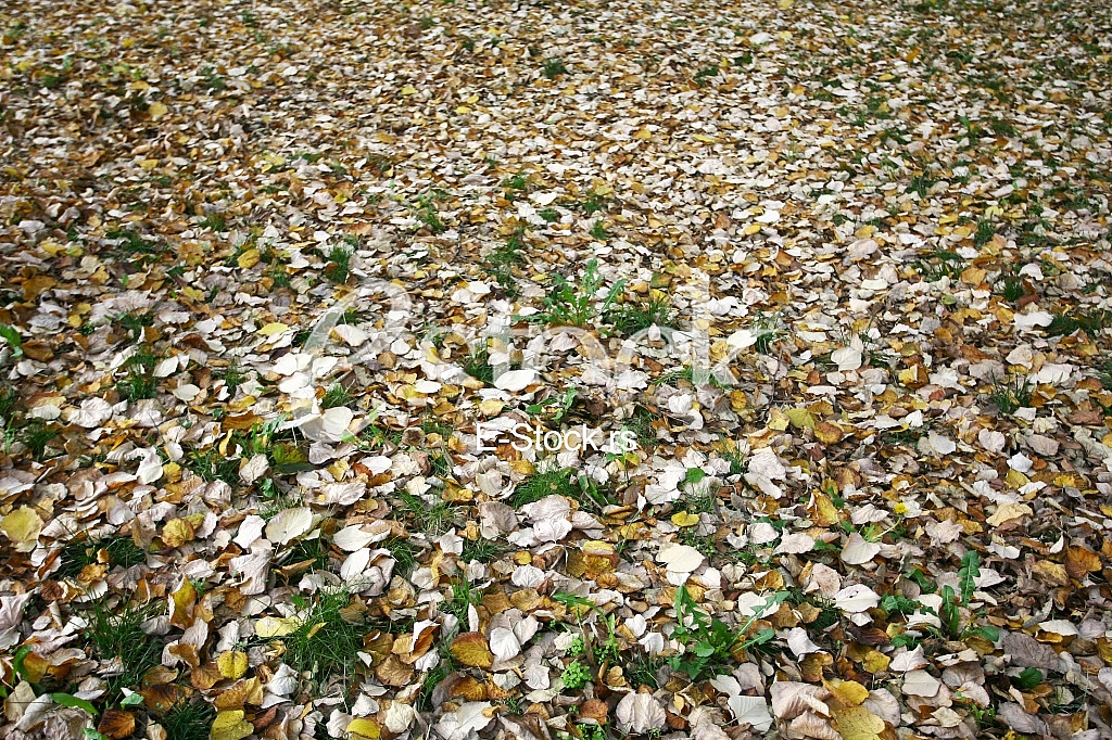 fallen autumn leaves fallen autumn leaves