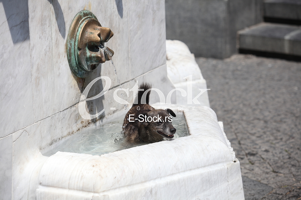 Vrucina u Beogradu Vrucina u Beogradu