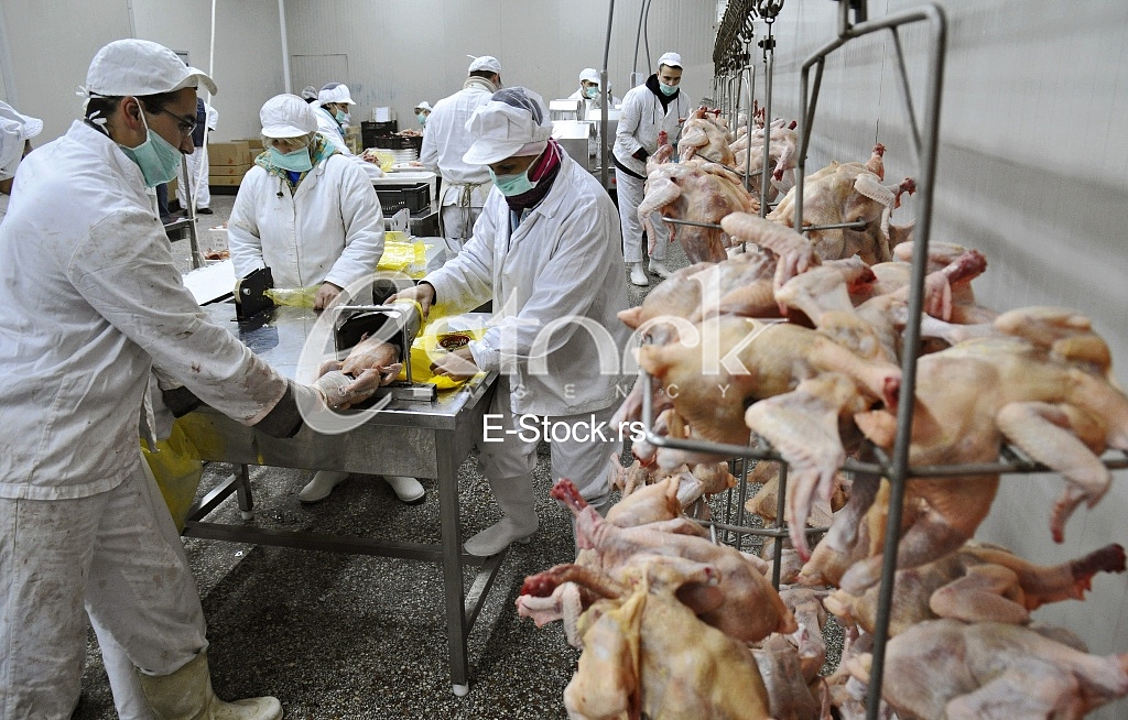 Continuous conveyor of meat of chickens