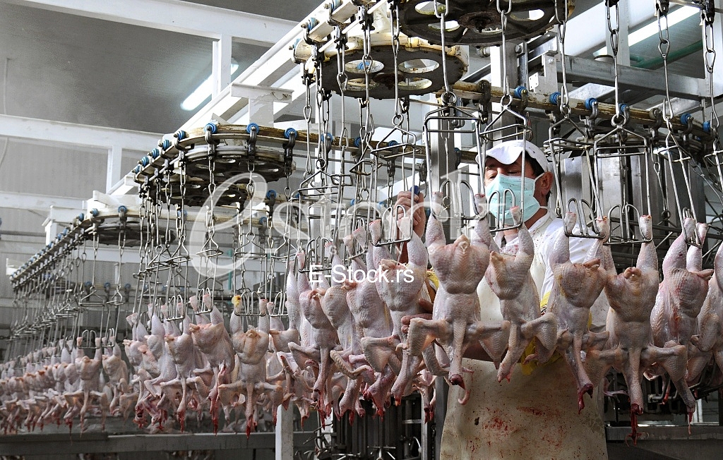 Continuous conveyor of meat of chickens Continuous conveyor of meat of chickens