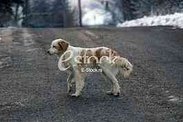 Hunting dog