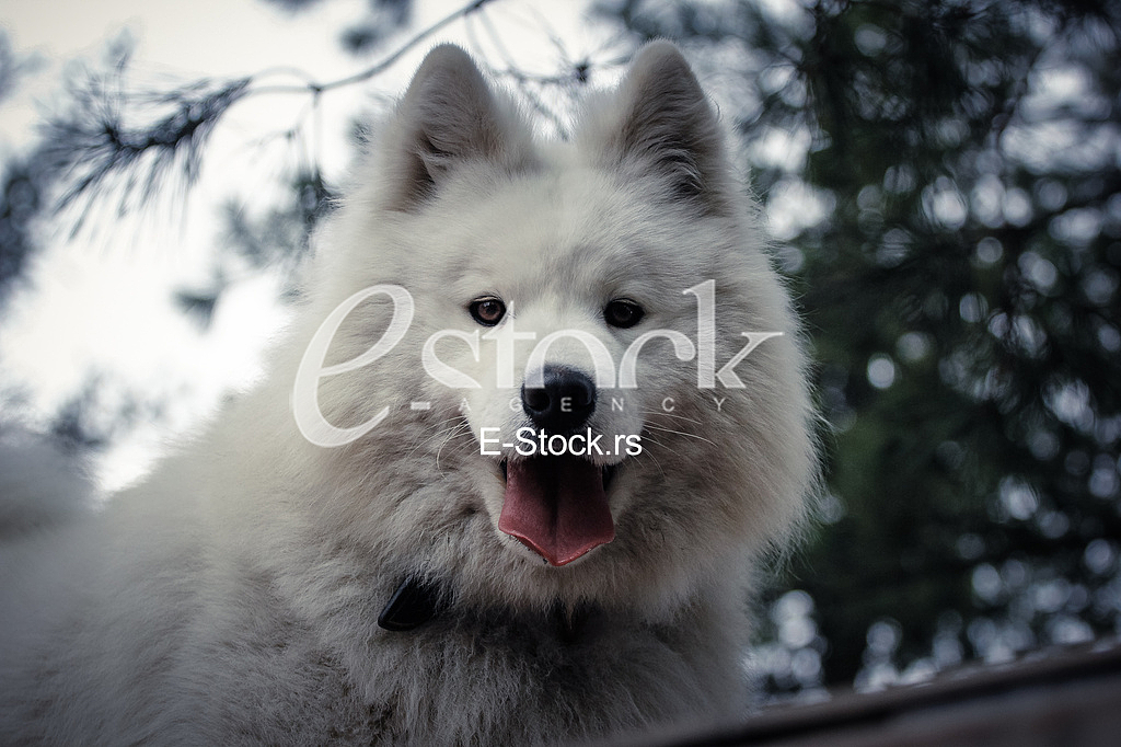 Samoyed