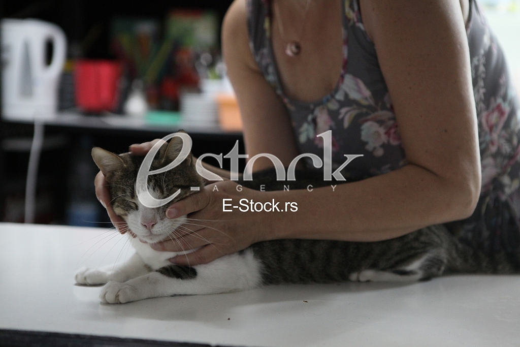 Asylum for cats beograd