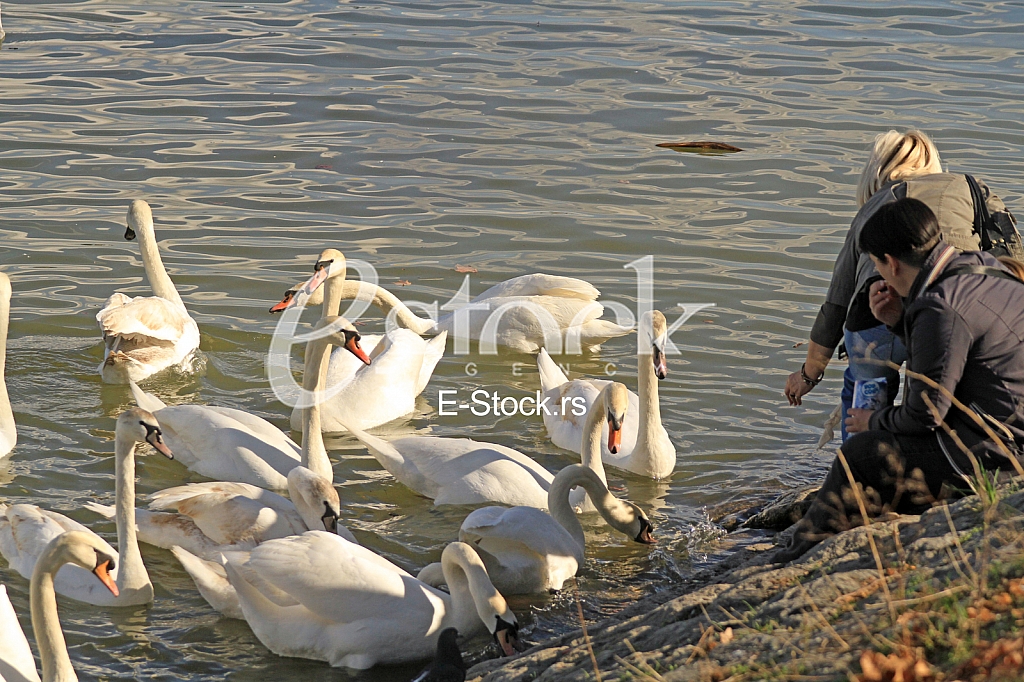 Labud na reci Dunav, Swan on the Danube river