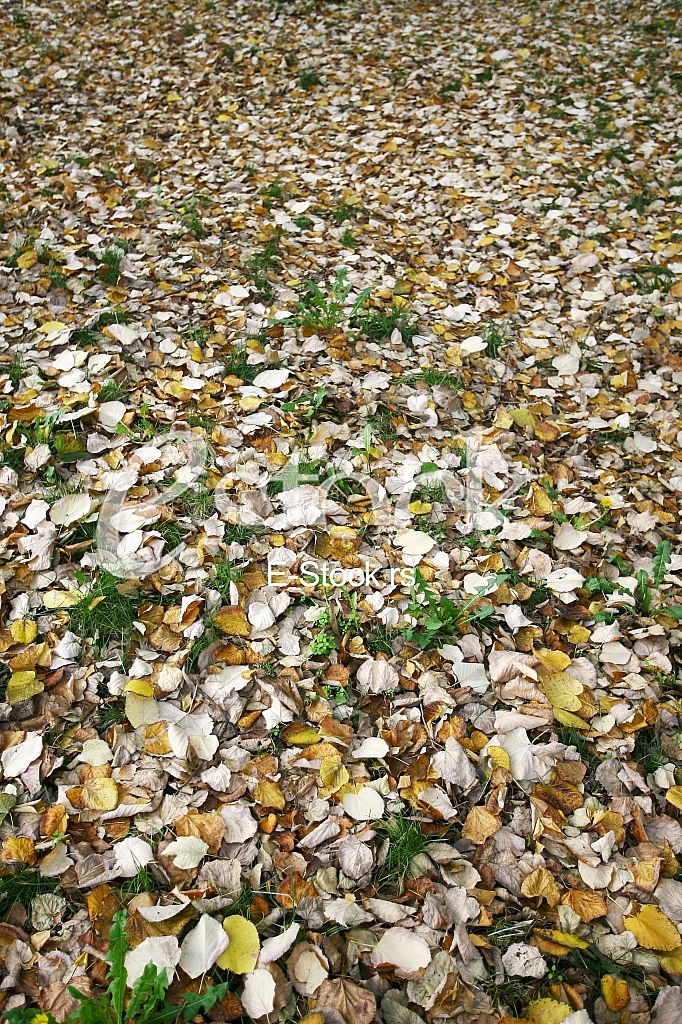 fallen autumn leaves fallen autumn leaves
