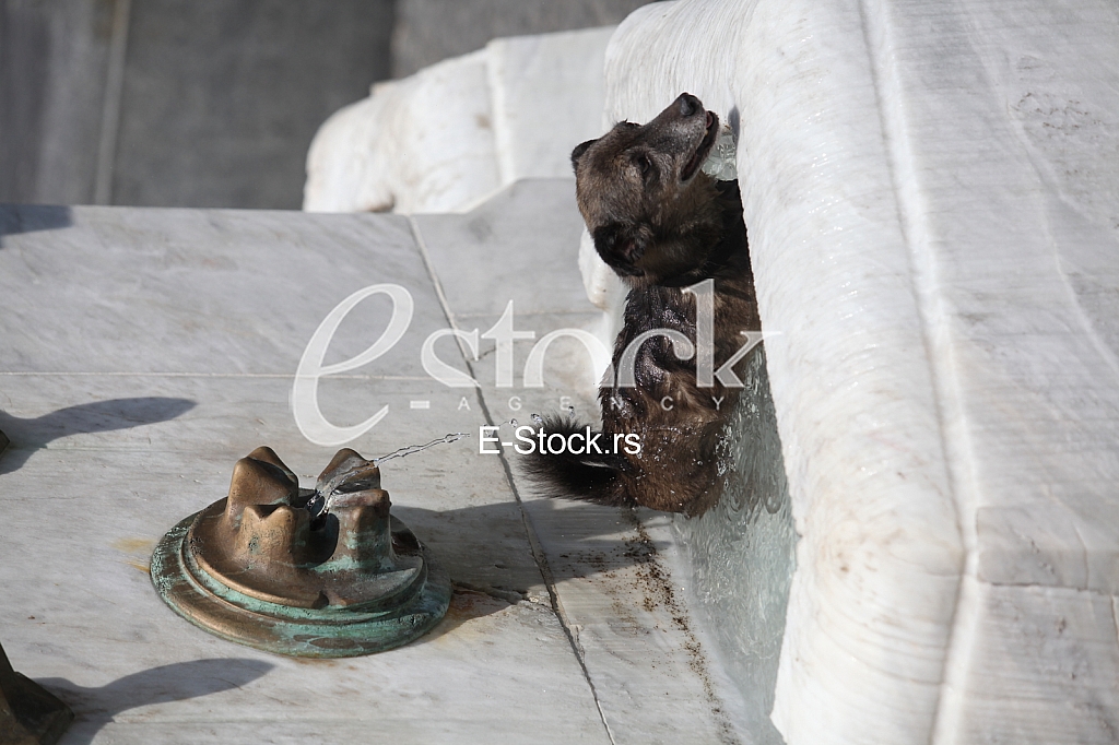 Vrucina u Beogradu Vrucina u Beogradu