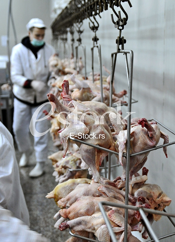 Continuous conveyor of meat of chickens