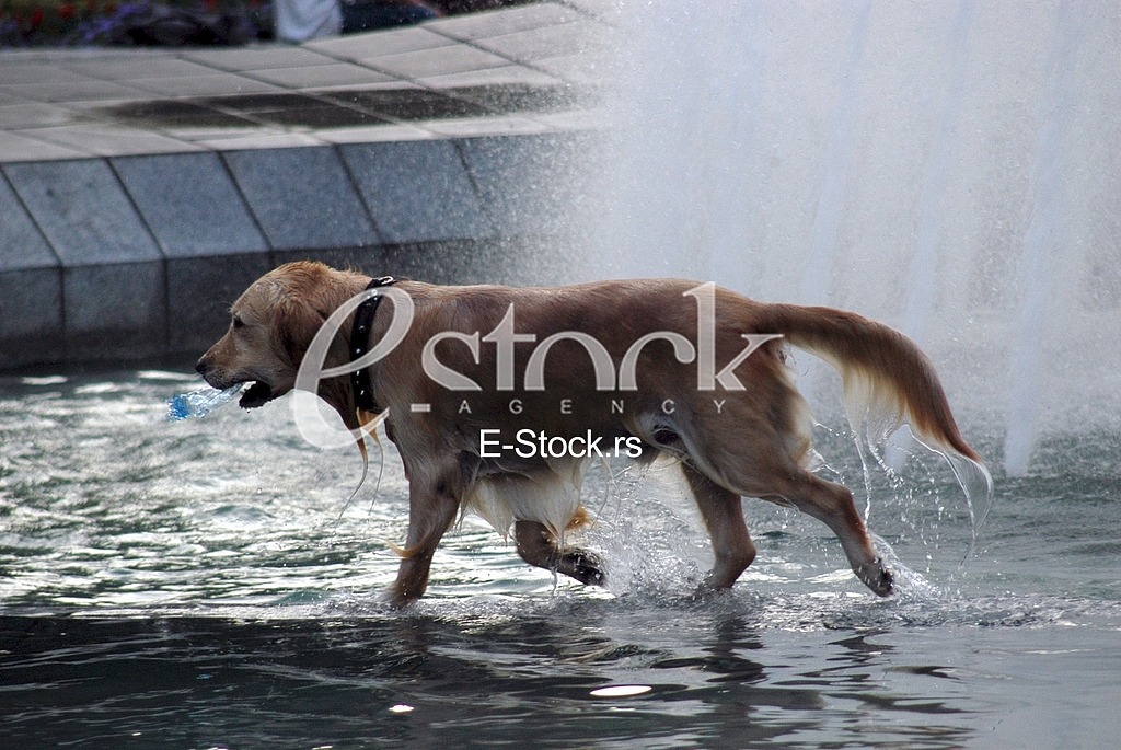 Dogs