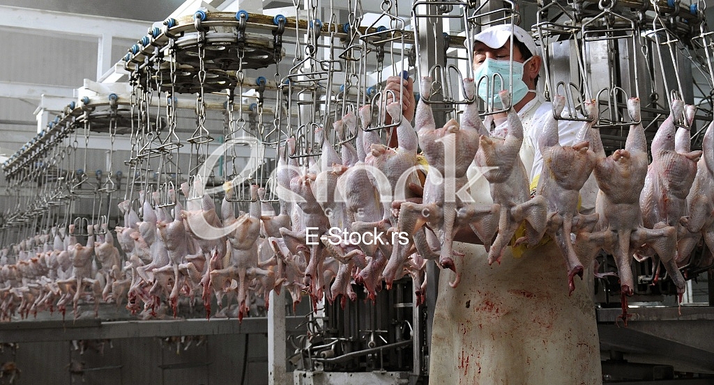 Continuous conveyor of meat of chickens Continuous conveyor of meat of chickens