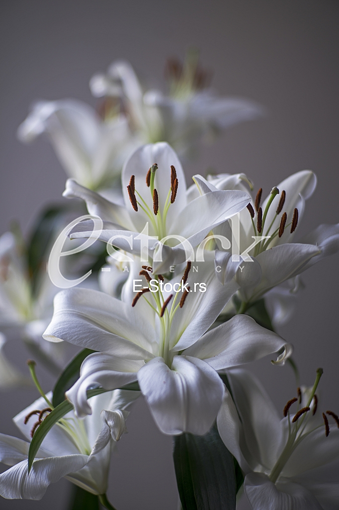 white lilies white lilies