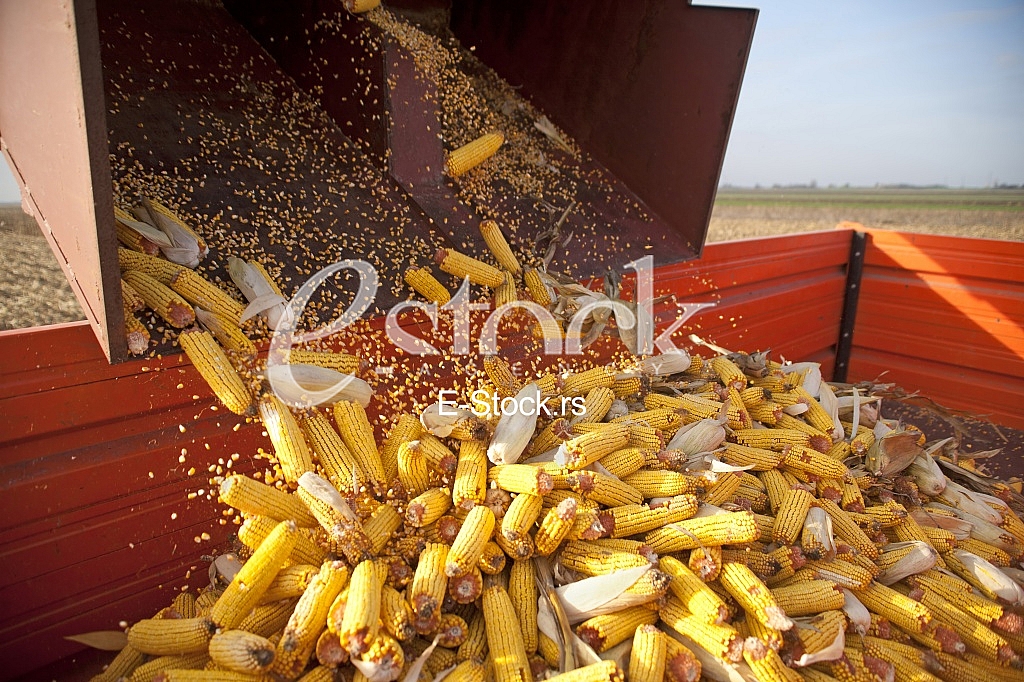 Corn factory Corn factory