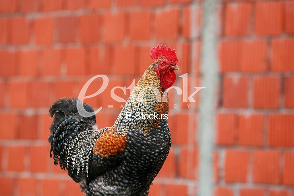Beautiful rooster crowing crows rooster