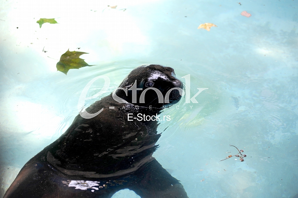 Belgrade zoo on summer day