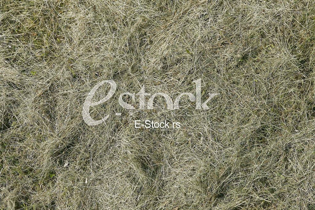 green grass texture or background of golf course and football soccer field