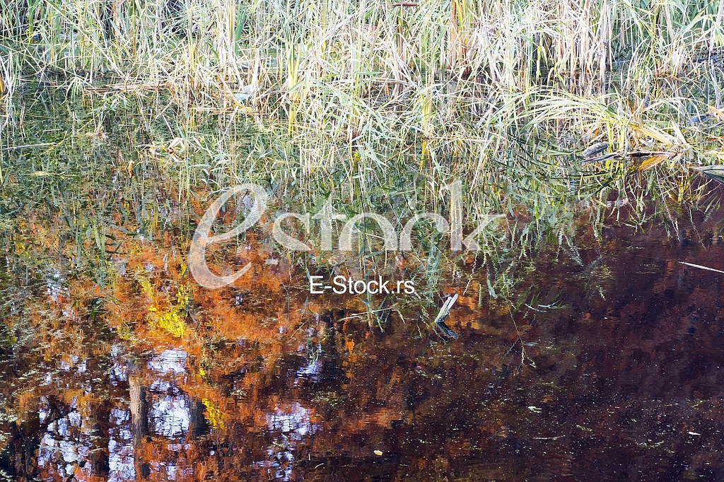 The plants are medicinal. It is used in nutrition and in medicine