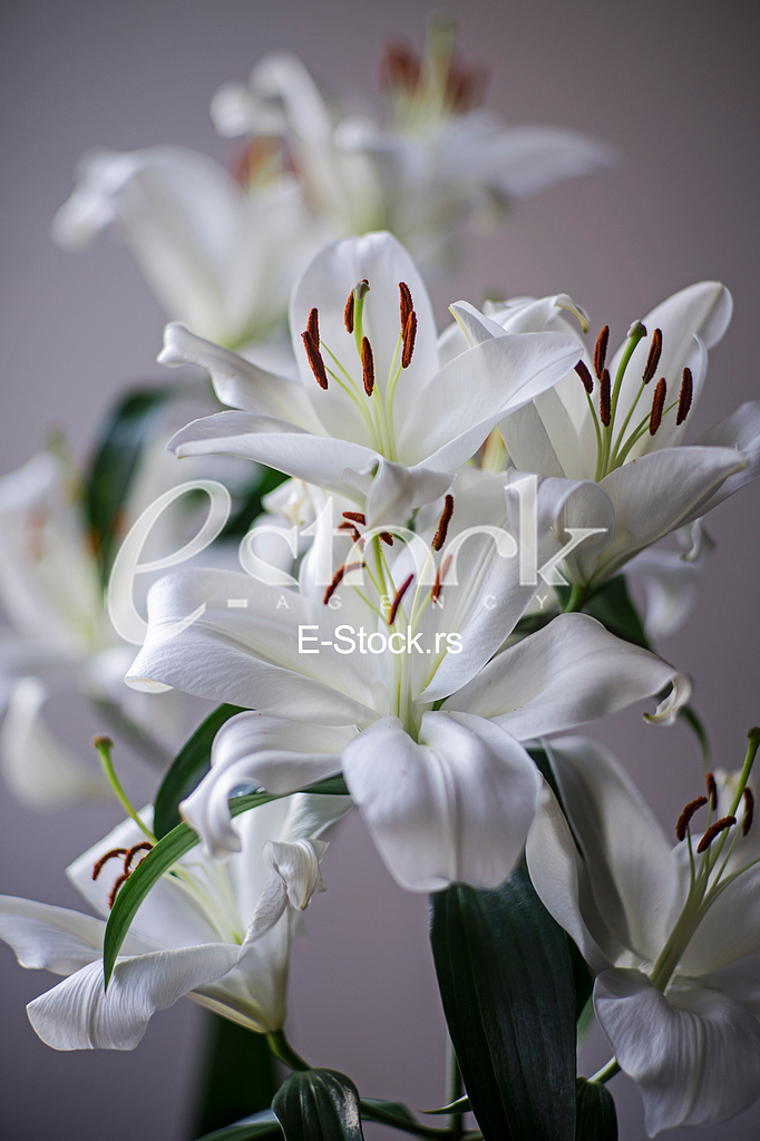 white lilies