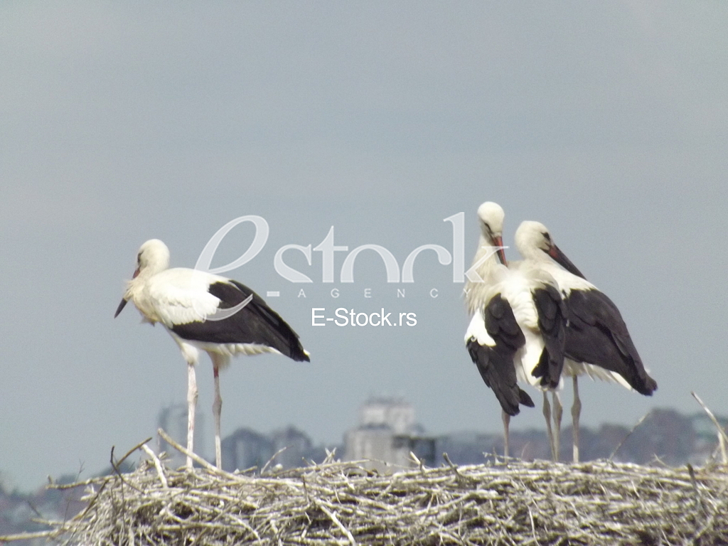 Stork, Roda Stork, Roda
