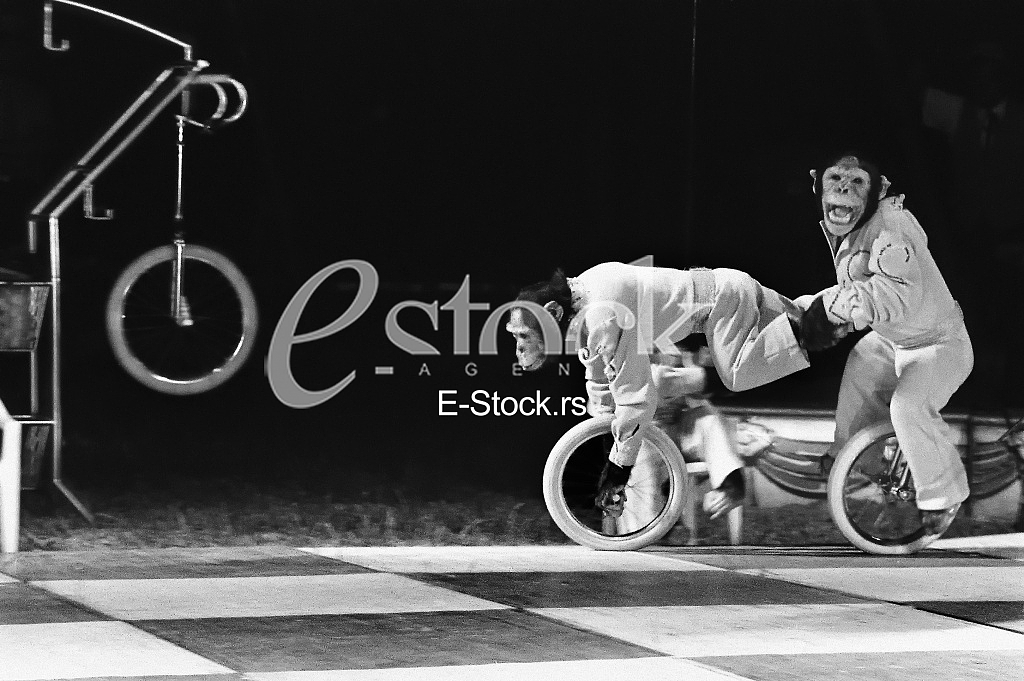 Circus
