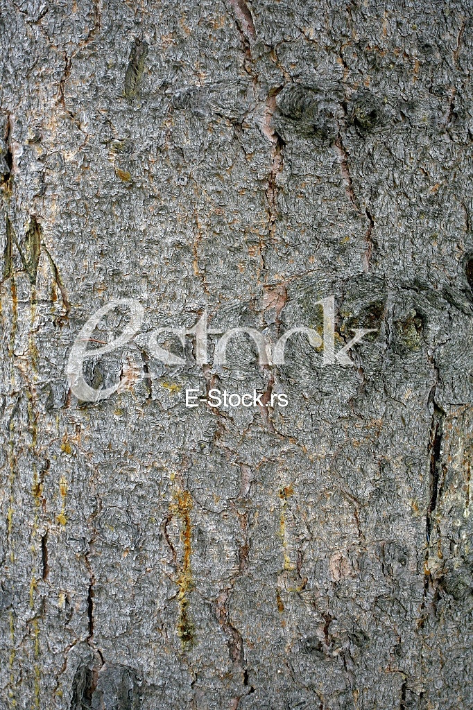 old lime tree bark seamless background pattern brown tree filling the frame