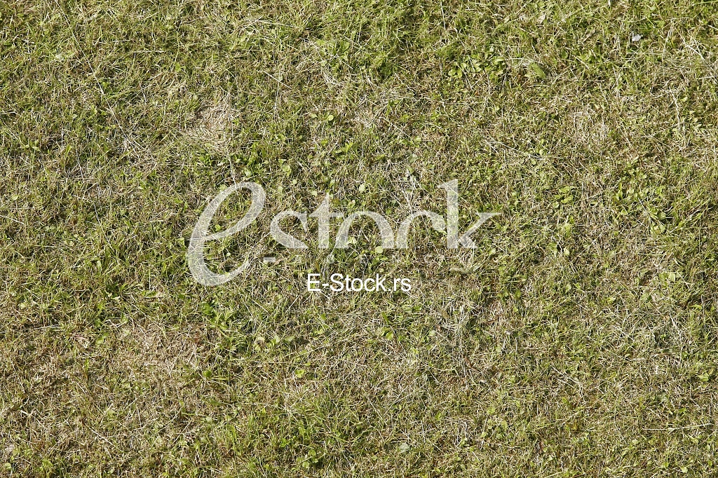 green grass texture or background of golf course and football soccer field