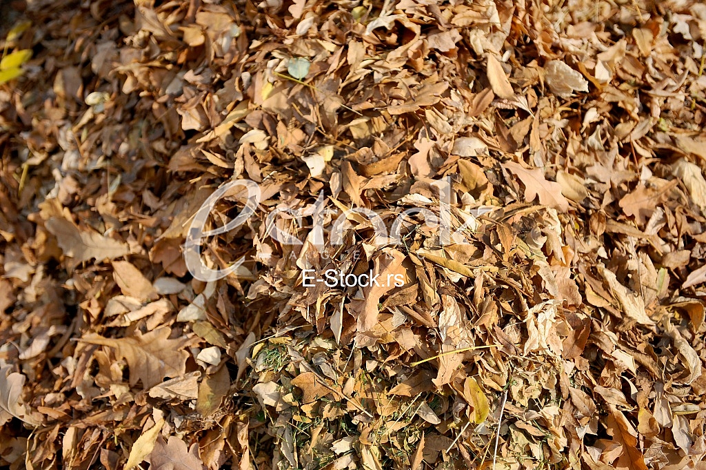 fallen autumn leaves fallen autumn leaves