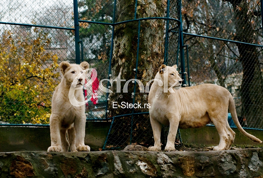Animal, lions