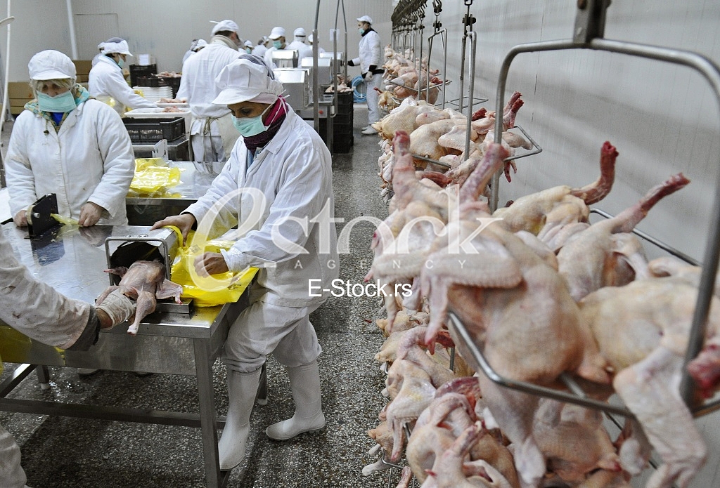 Continuous conveyor of meat of chickens