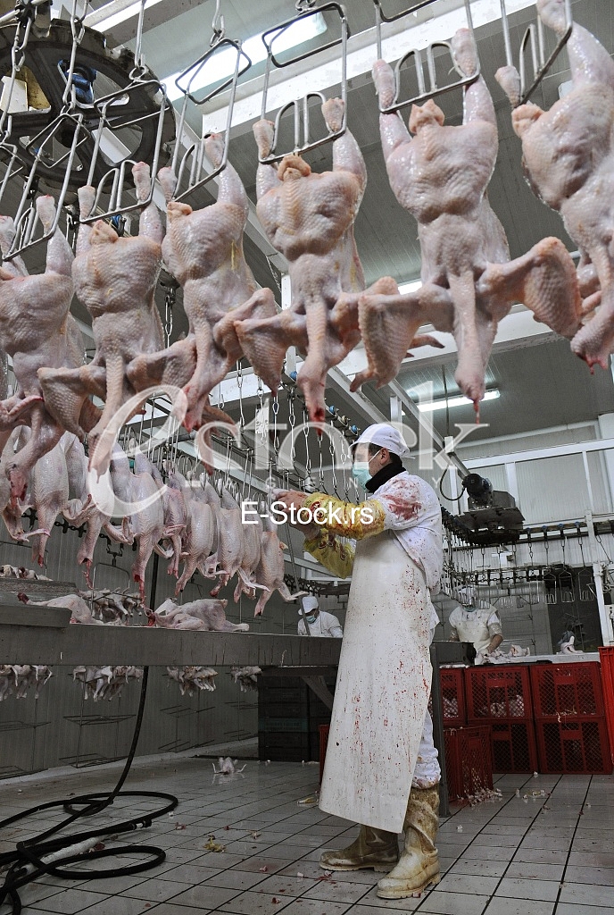Continuous conveyor of meat of chickens Continuous conveyor of meat of chickens