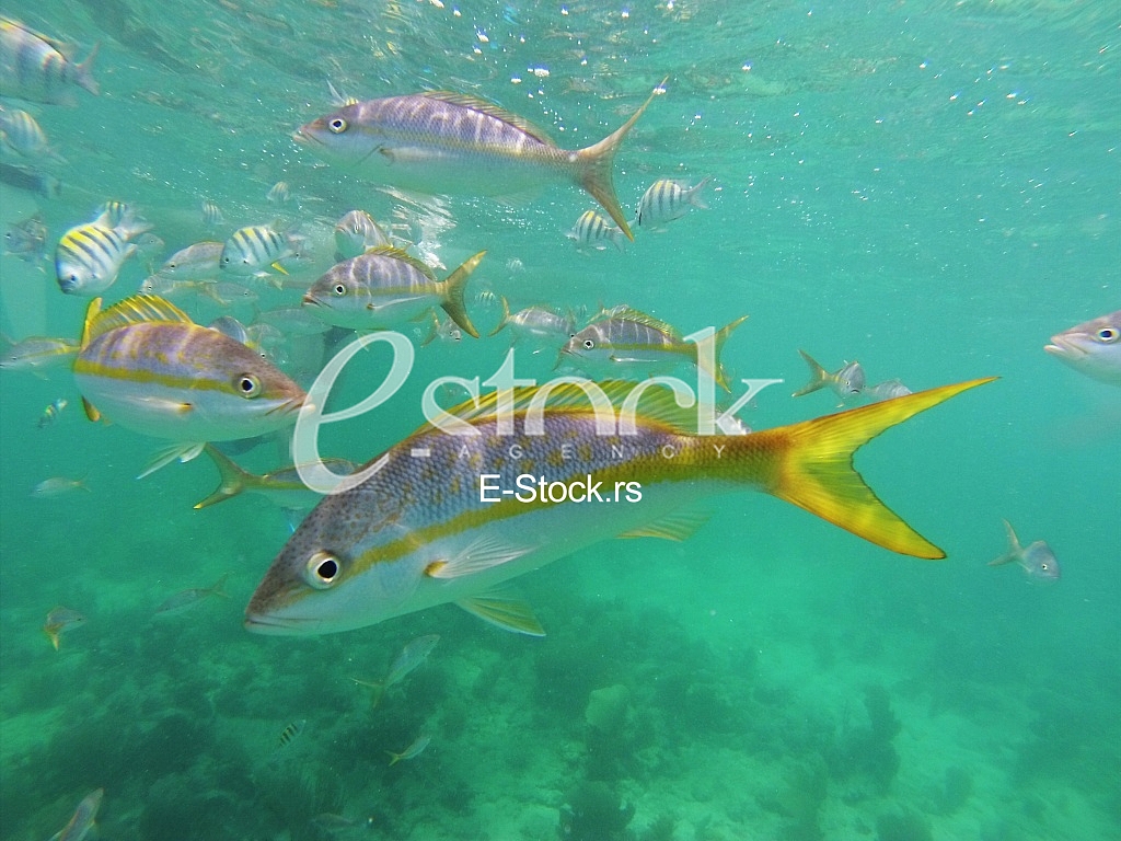 Caribbean sea