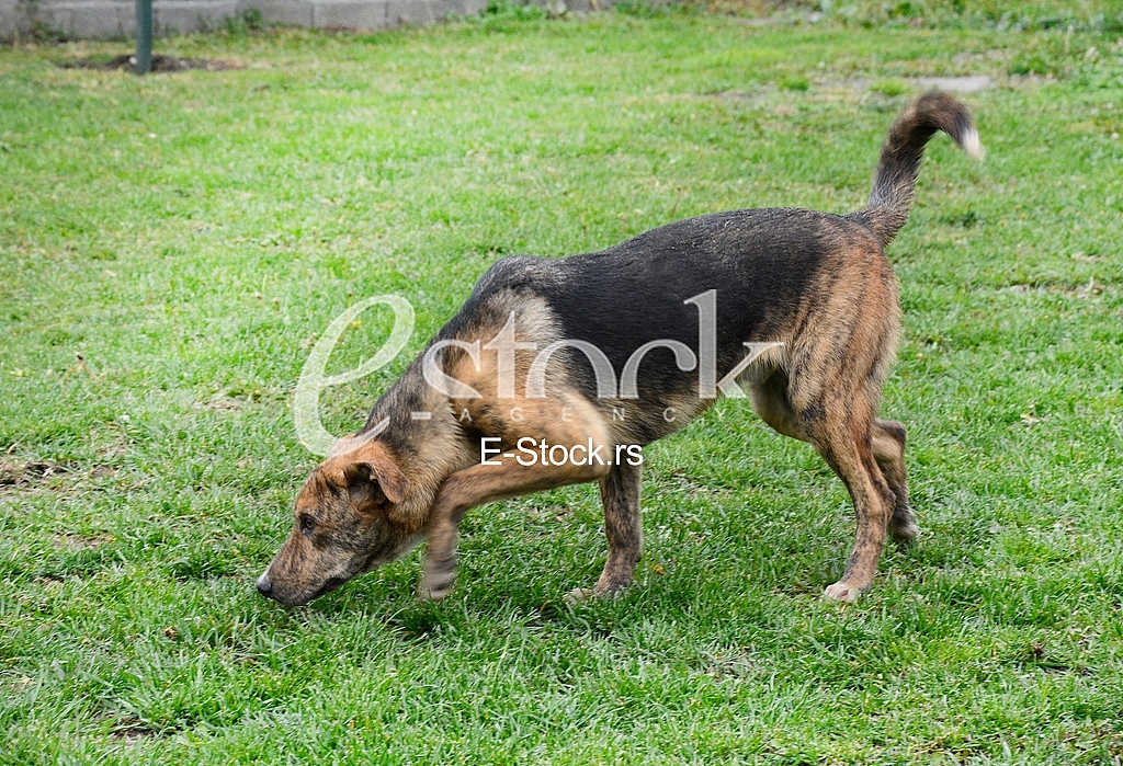 Association for adoption dogs 