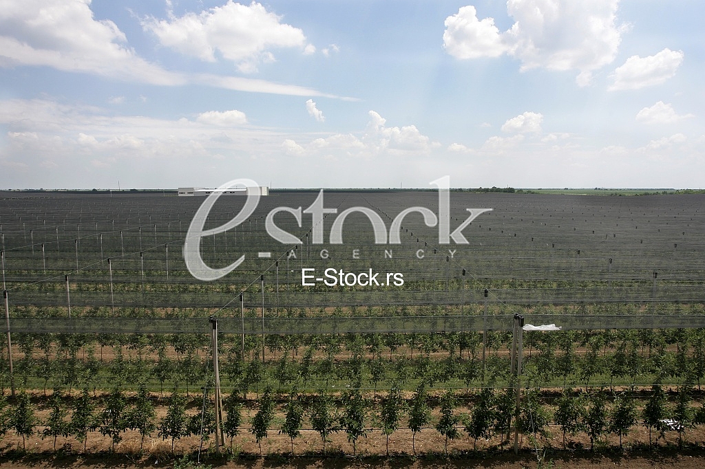 large apple orchard in summer