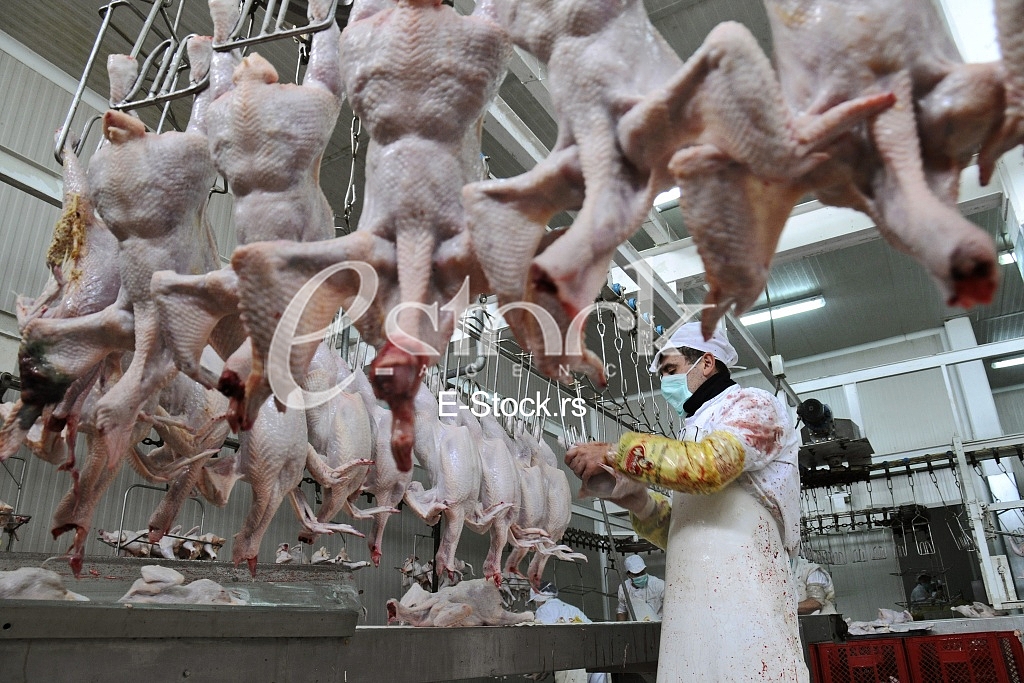 Continuous conveyor of meat of chickens