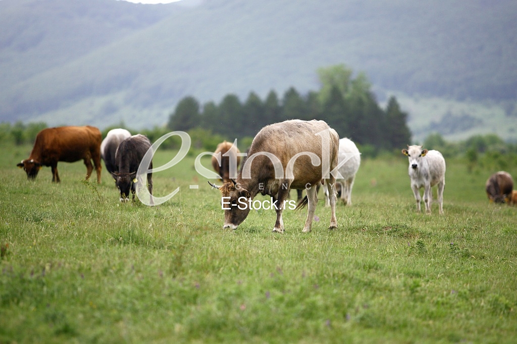 Cows grazing on a green summer meadow