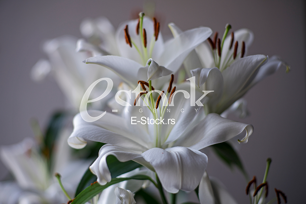 white lilies