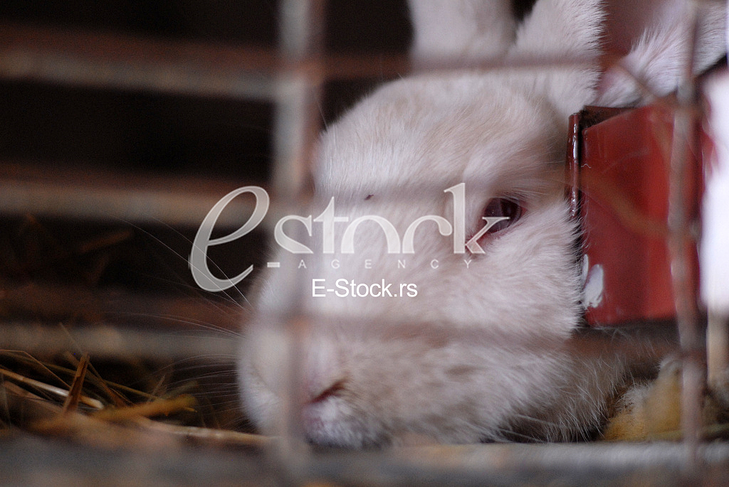 Rabbit