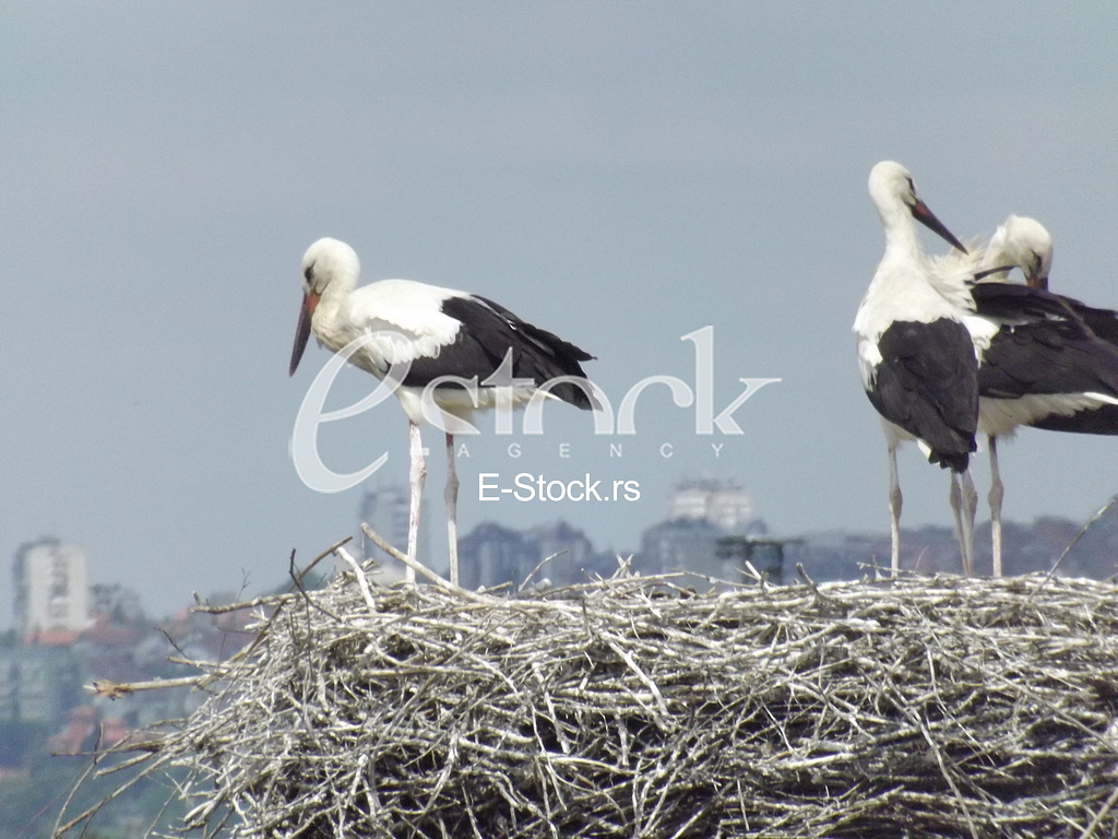 Stork, Roda