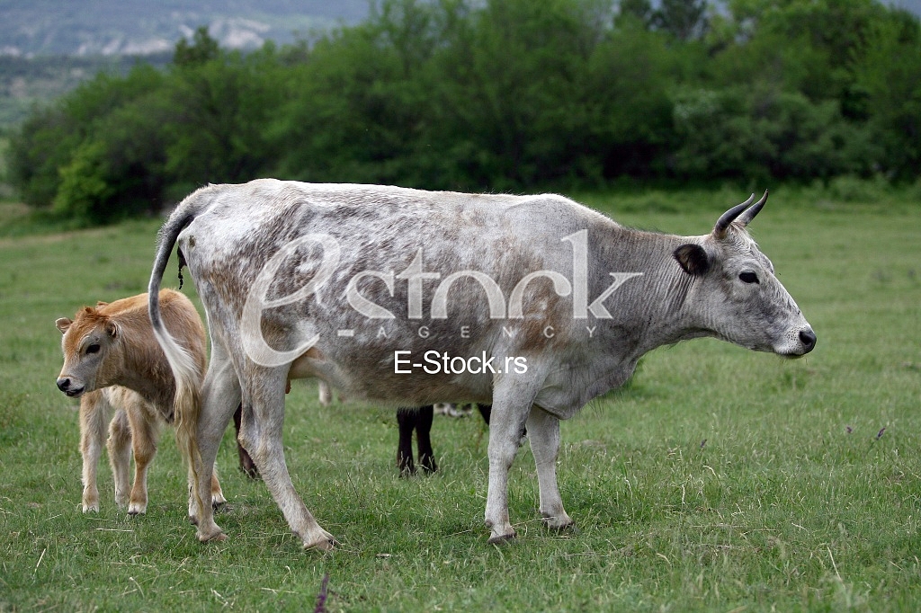 Cows grazing on a green summer meadow