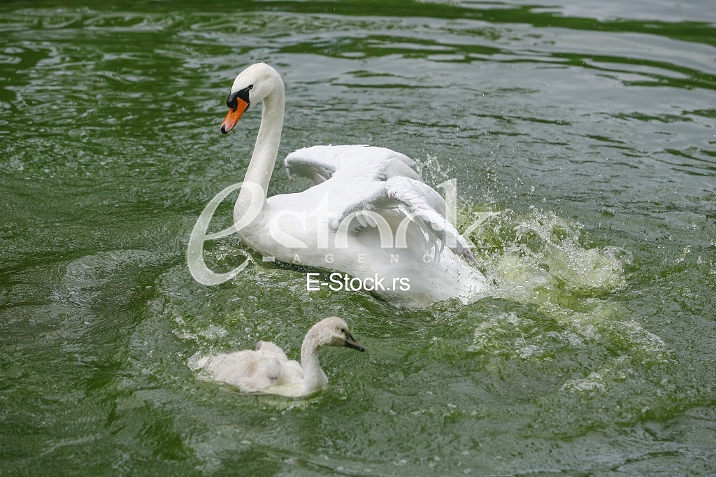 white swan with her cygnets