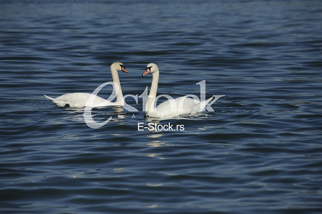 Swans on the River