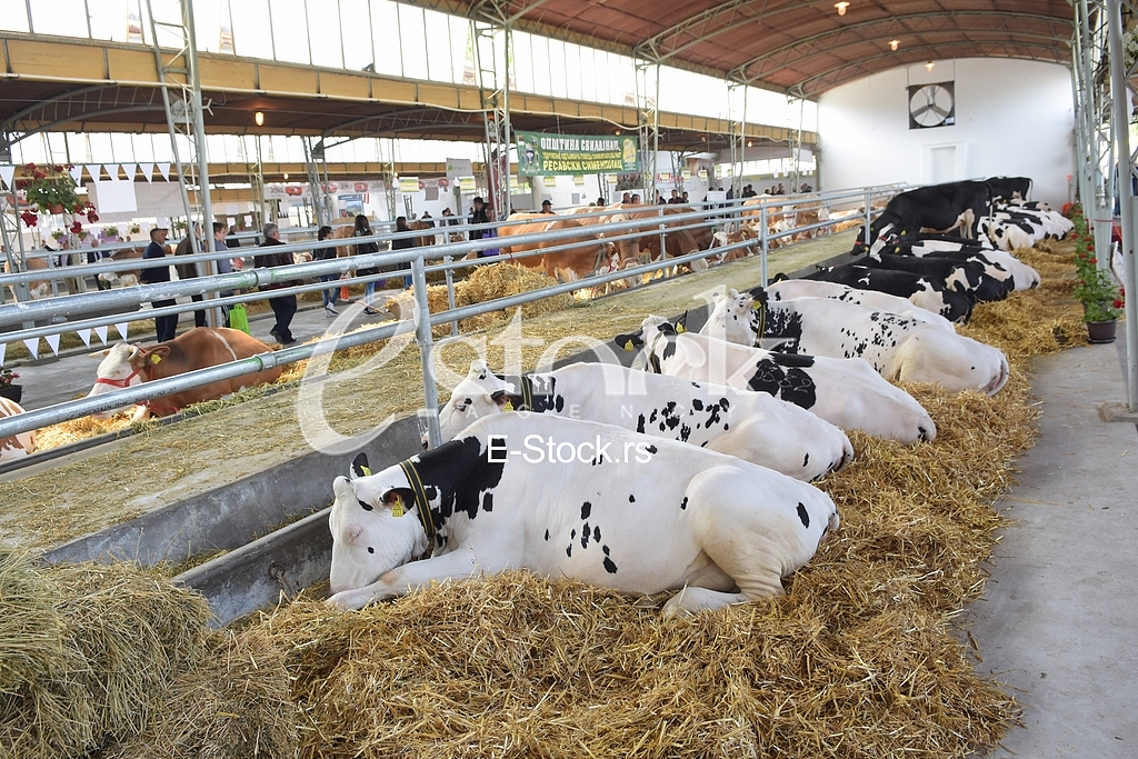Agricultural machinery at fair
