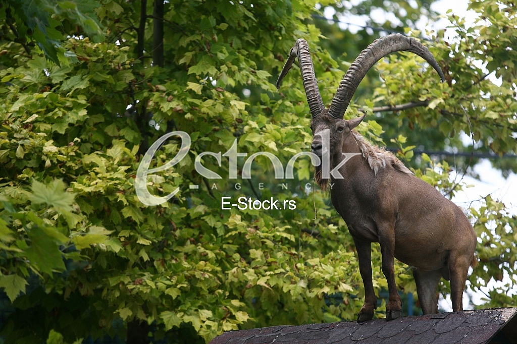 Male mountain ibex (capra ibex) in the mountains, winter coat, with remnants of snow in the background
